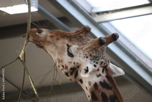 Obraz Giraffe tall mammal in a zoo environment 