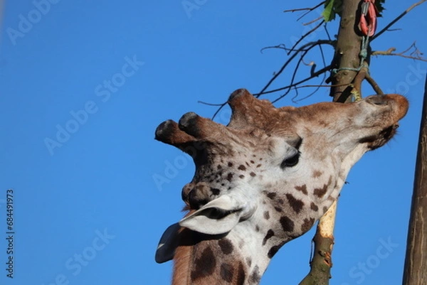 Obraz Tall giraffe at zoo eating branches 
