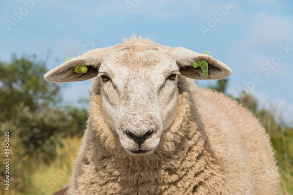 Fototapeta Sheep staring up close view head