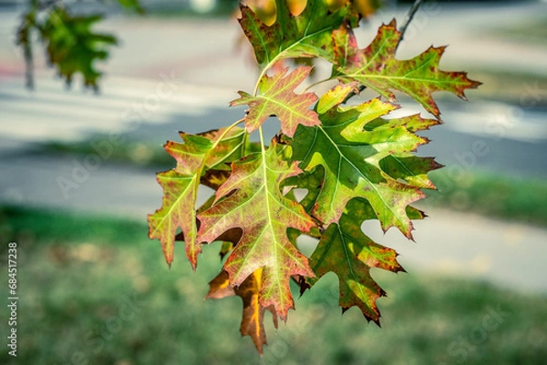 Fototapeta Quercus shumardii Buckley A detailed shot of a vibrant green leaf on a majestic tree