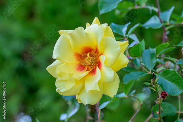 Obraz Yellow Rose