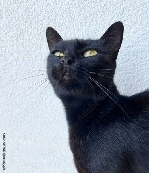 Fototapeta black cat portrait