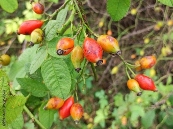 Fototapeta branch of red  rose hips in sunlight close up