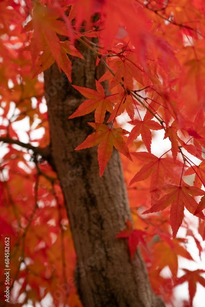 Obraz red maple leaves