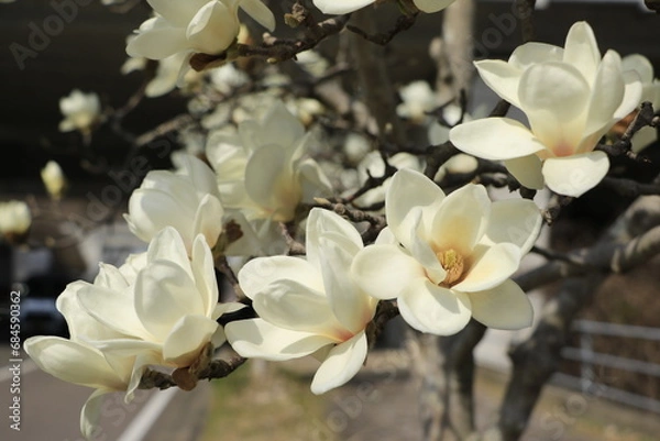 Obraz 昼過ぎに花びらを開かせた白木蓮の花