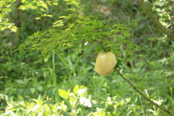 Obraz カエルの卵