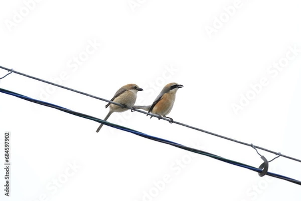 Obraz モズのオスとメス