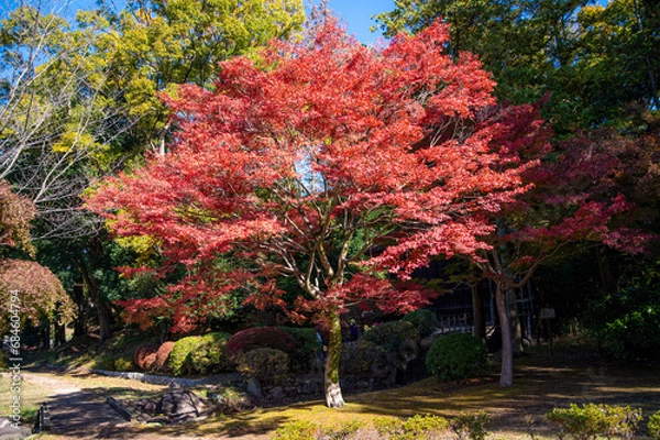 Fototapeta 茨城県水戸市　紅葉最盛期の茨城県立歴史館　銀杏並木