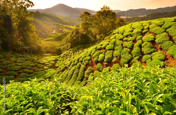 Fototapeta Tea Plantation Fields at Sunrise