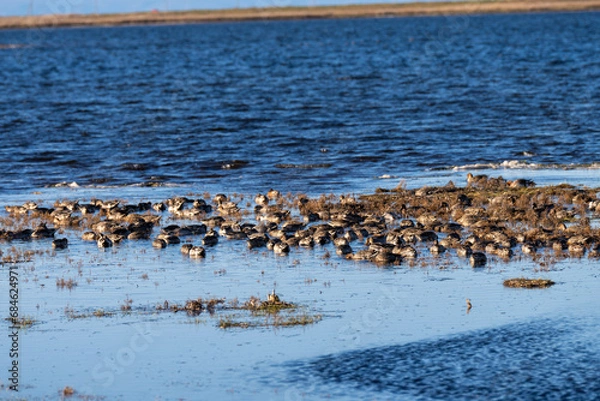 Fototapeta 北海道、道東、野付半島、海、トドワラ、ナラワラ、風景、自然、空、晴れ、日本、波、青空、水面、海面、海岸、琵琶湖、雲、コピースペース、快晴、観光、観光地、旅行、屋外、船
