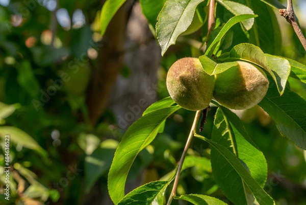 Obraz Summer's Prelude: Peach Tree in Progress