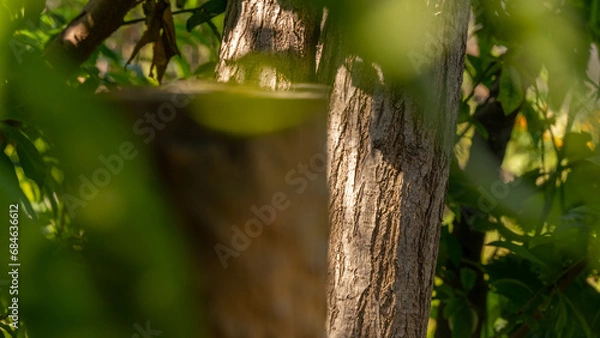 Obraz Before Ripeness: Beauty in Green Peaches