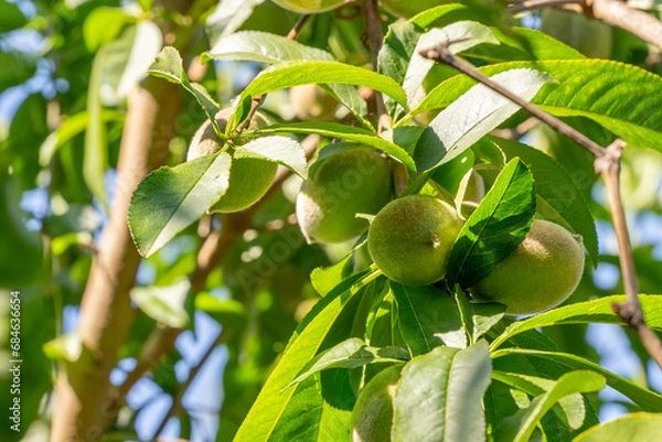 Obraz Behind the Scenes: The Peach's Growth Process