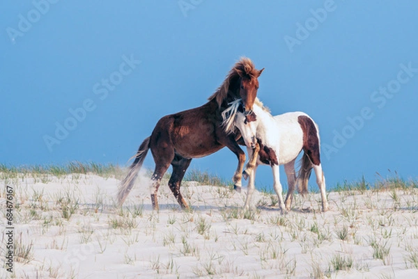 Fototapeta Horsing Around - A pair of wild ponies frolicking on a sand dune at the Assateague National Seashore.