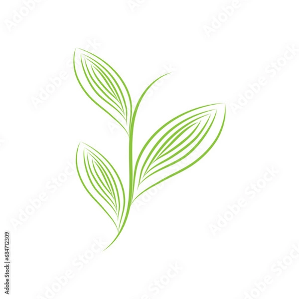 Fototapeta Leaf palm logo vector template symbol and design