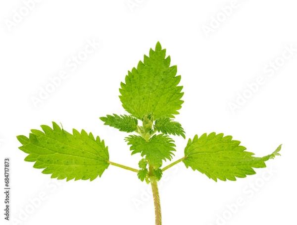 Obraz Small nettle isolated on white background, Urtica urtens