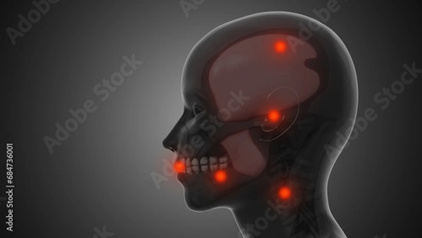 Fototapeta Trigger points and myofascial pain in the TMJ