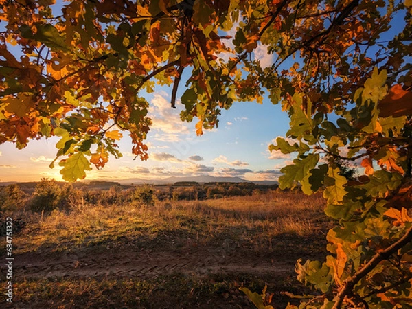 Fototapeta autumn tree view
