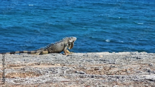 Obraz Puerto Rican Iguana
