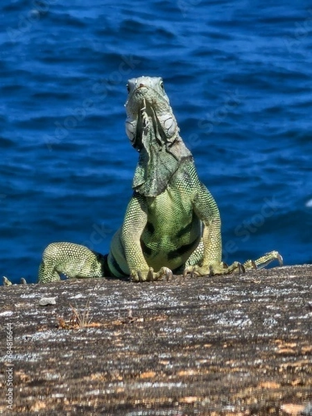 Obraz Puerto Rican Iguana