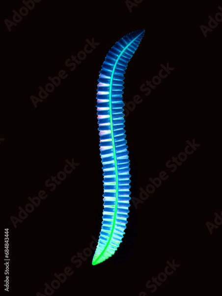 Fototapeta false color microscopy: planaria