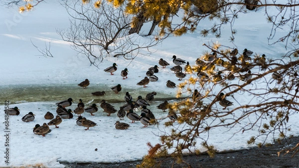 Obraz Walking in a winter day