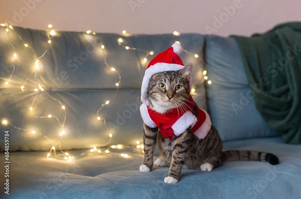 Fototapeta A beautiful cat of European breed in a suit of Santa Claus sits on a sofa against the background of a garland. Close-up. Merry Christmas. Happy New Year. Kitten in clothes.