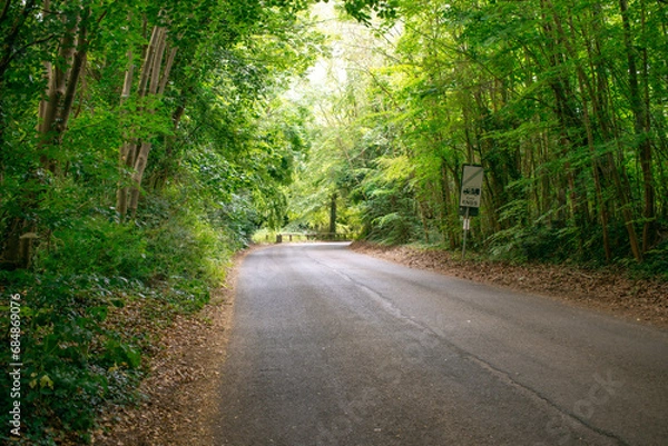 Obraz Asphalt Road and Leafy Green Tree Archway - Creating a Natural Tunnel Effect in a Serene Landscape