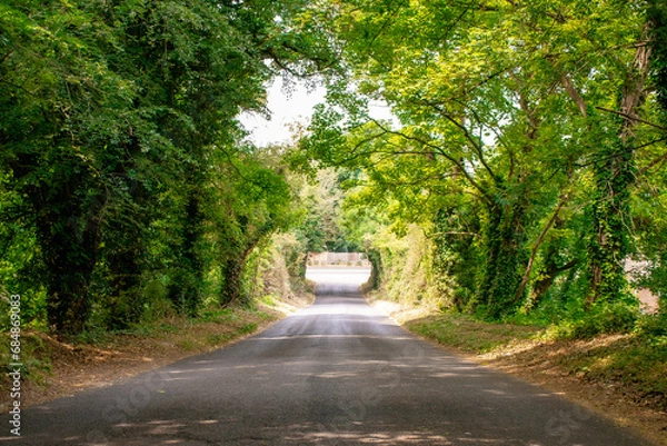 Obraz Asphalt Road and Leafy Green Tree Archway - Creating a Natural Tunnel Effect in a Serene Landscape