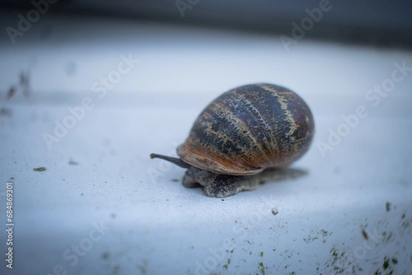 Obraz Close-Up of a Snail on a Windowsill - Capturing the Delicate Details of Nature in an Urban Setting