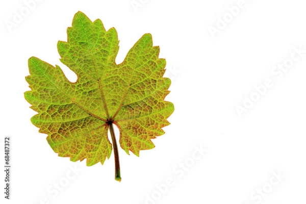 Obraz Weinblatt (Vitis vinifera)