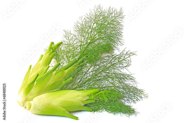 Obraz Fenchel (Foeniculum vulgare)