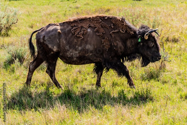 Obraz american buffalo in the field