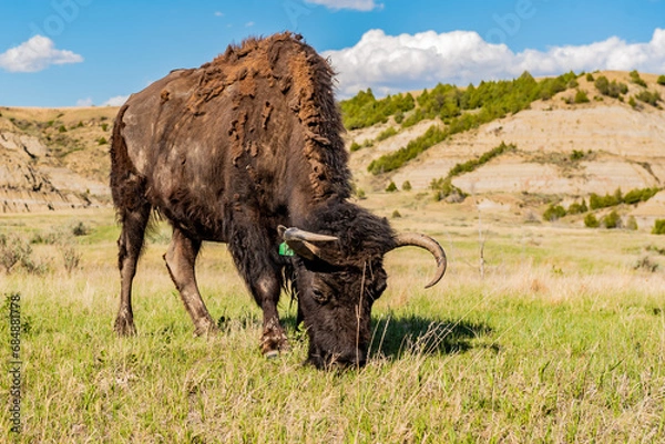Obraz bison grazing 
