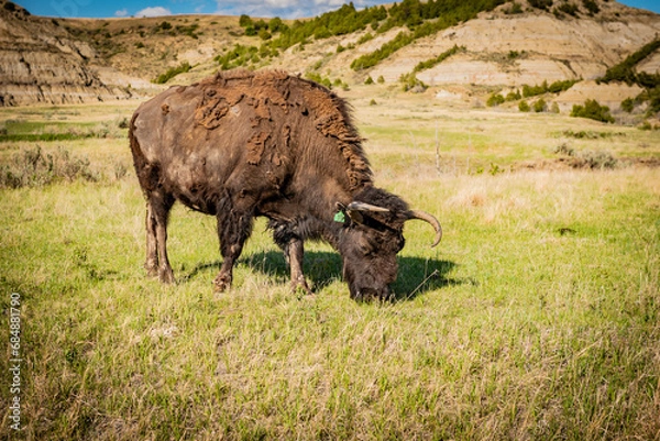 Obraz buffalo in the wild