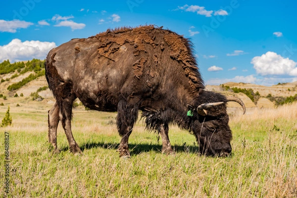 Obraz american bison in the field
