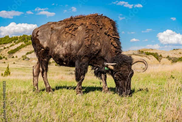 Obraz buffalo grazing in the field