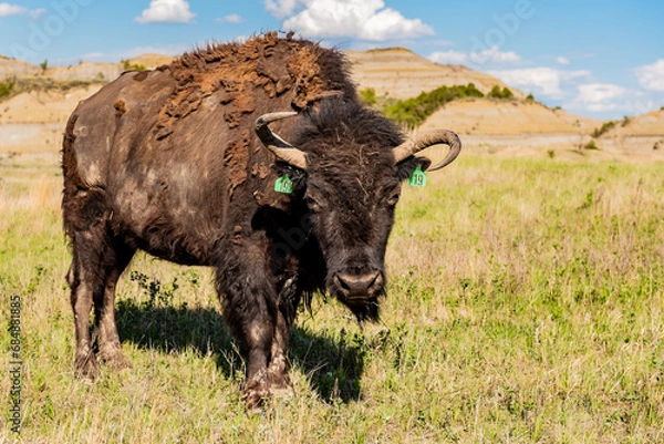 Obraz american buffalo in the field
