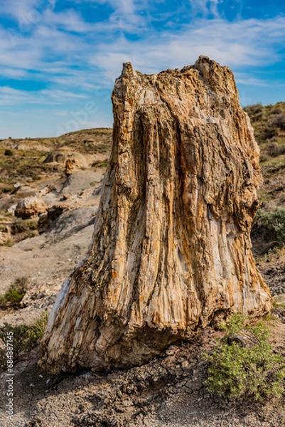 Obraz Petrified stumps