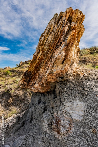 Obraz Petrified forest