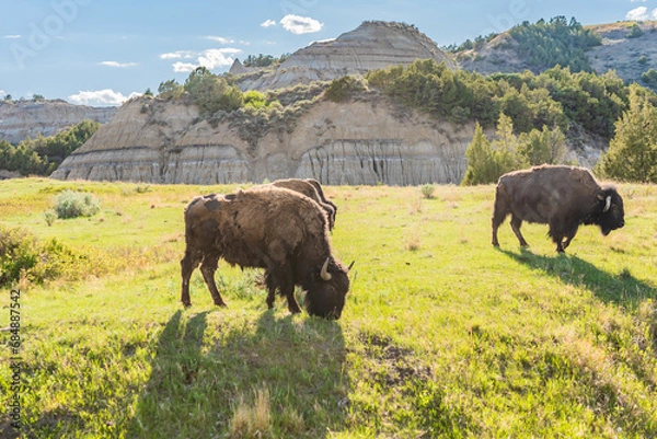 Obraz Bison Grazing 