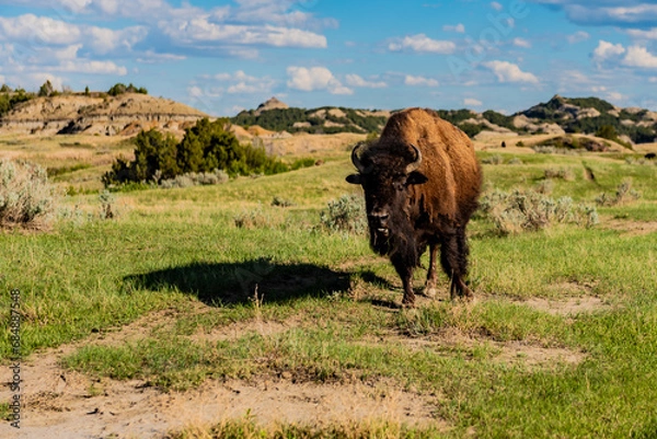 Obraz Bison grazing 