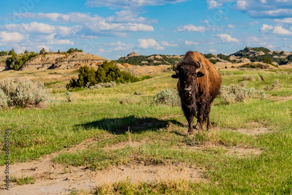 Obraz Bison in the field