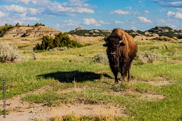 Obraz Bison staring down