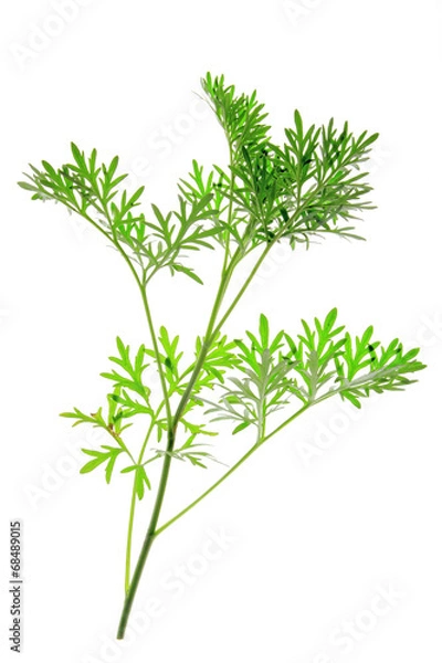 Obraz Wermut (Artemisia absinthium)