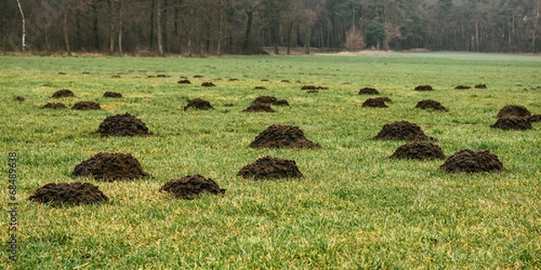 Fototapeta Maulwurfshügel