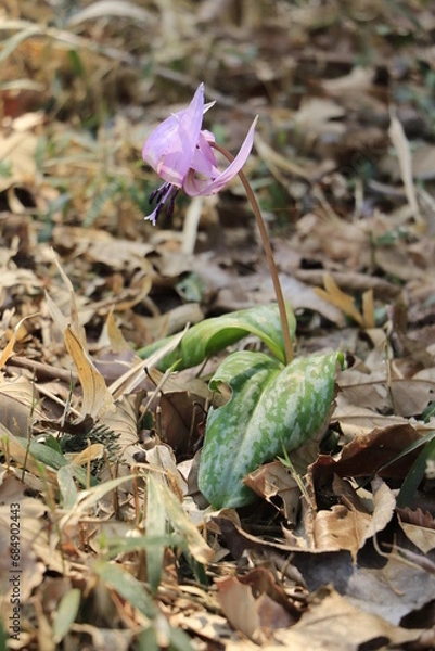 Obraz 一株のカタクリの花　横向き