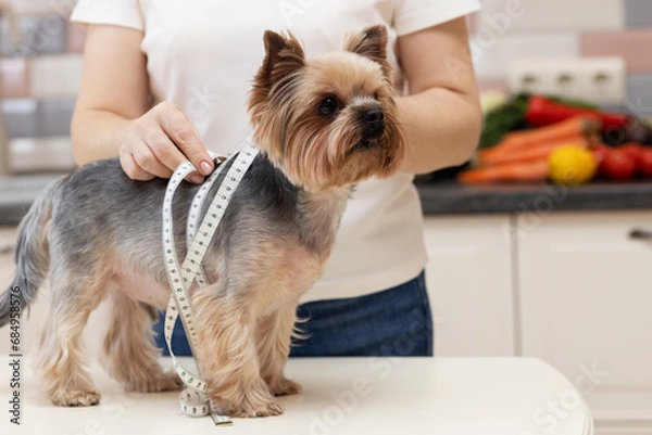 Fototapeta A veterinarian-nutritionist measures the dog with a measuring tape