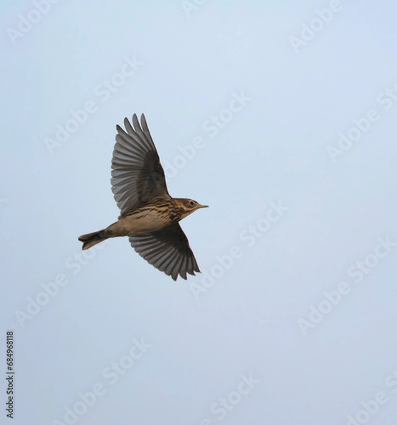 Obraz Meadow Pipit, Anthus pratensis