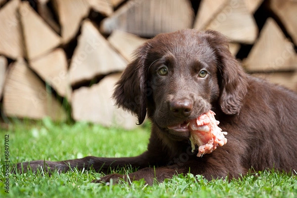 Obraz Welpe isst Hühnerkarkasse